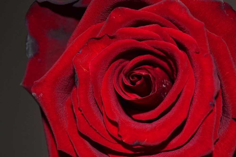 Увядающая роза