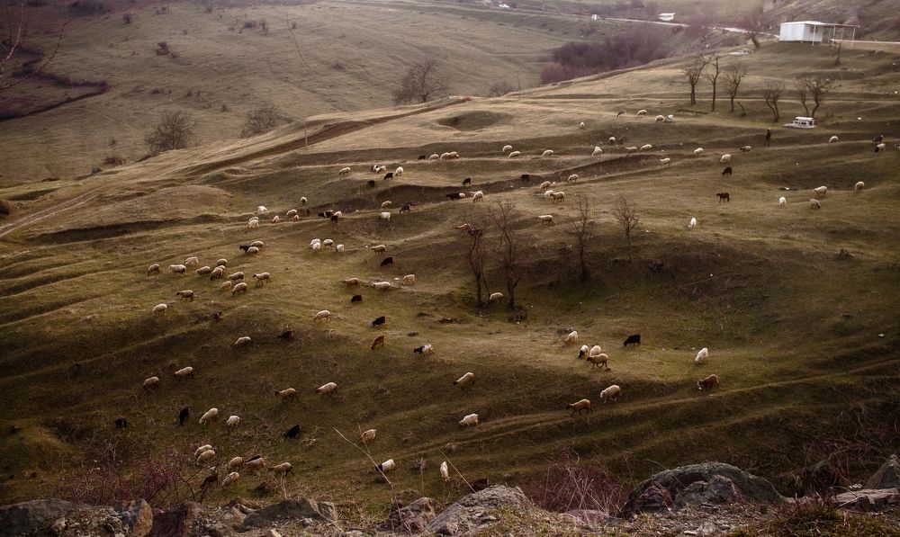 Shepherd