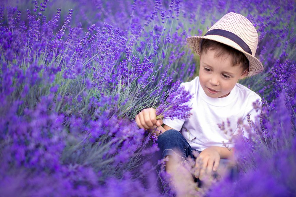 Лавандовое лето