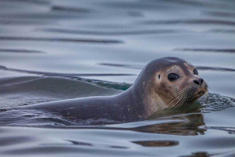 В родной стихии!