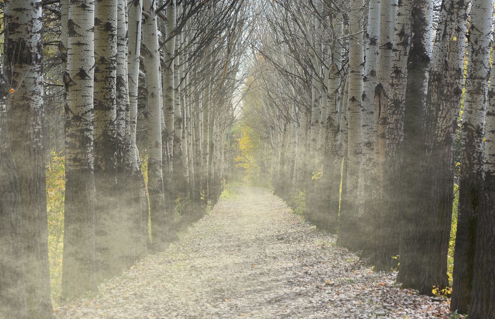 Городской парк
