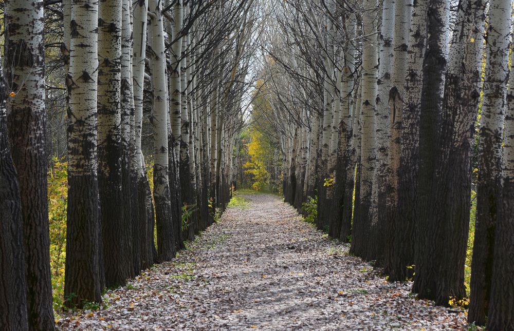 Городской парк