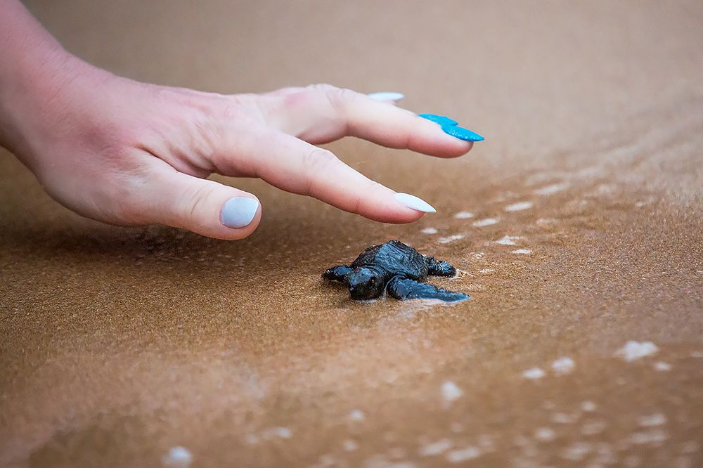 Братья меньшие