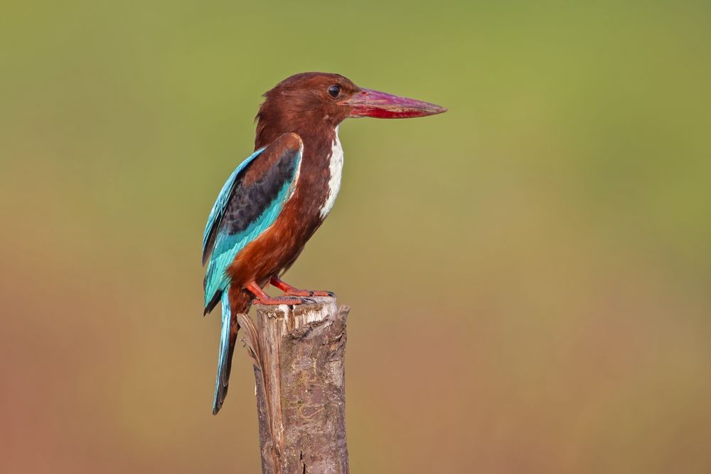 KINGFISHER