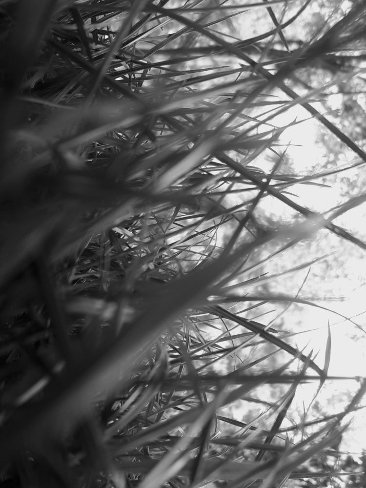 Grass in Black and White
