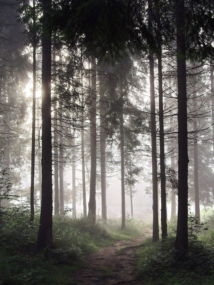 the fog in the forest