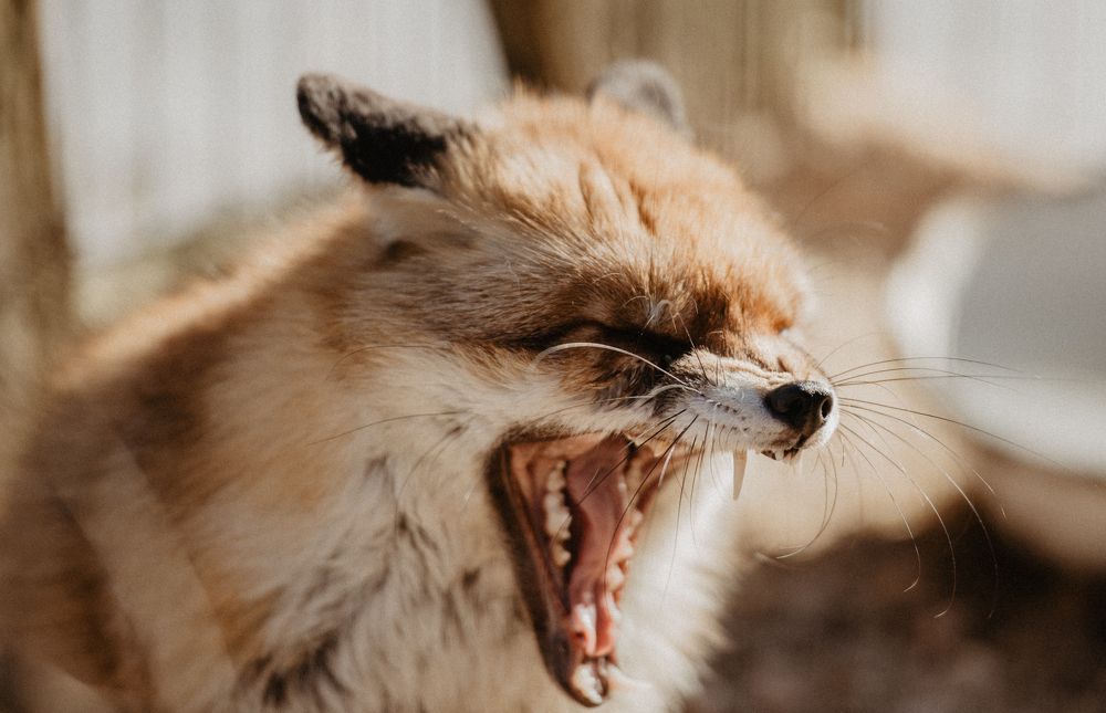 фыр-фыр-фыр