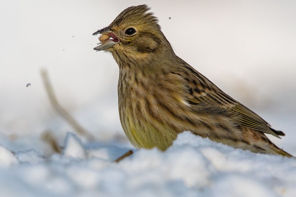 ЗЕРНЫШКО НАШЕЛ....