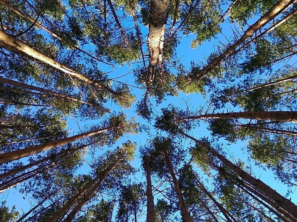 И сосны стройные, литые, как будто стрелы золотые, уходят смело в небеса ...