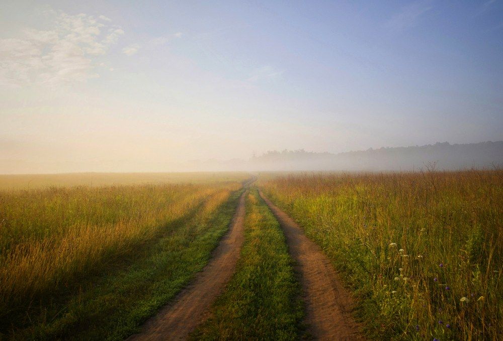 Туман в поле