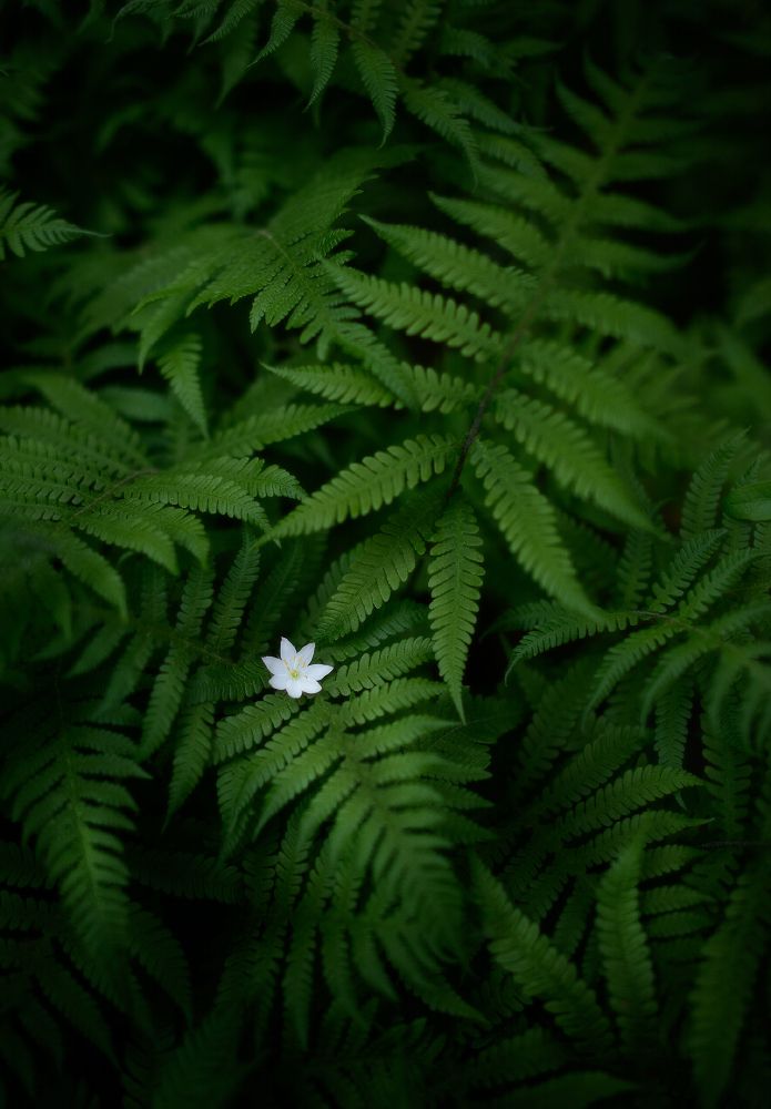 Цветок папоротника