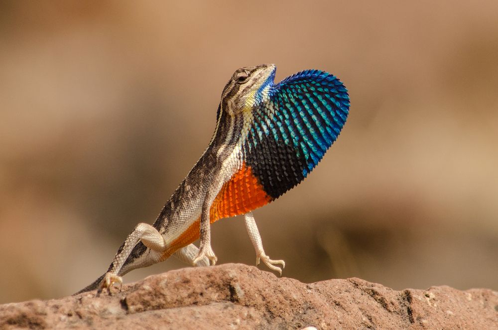 The Big Boss (Fan Throated Lizard)