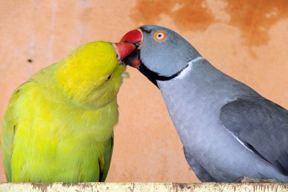The Bird