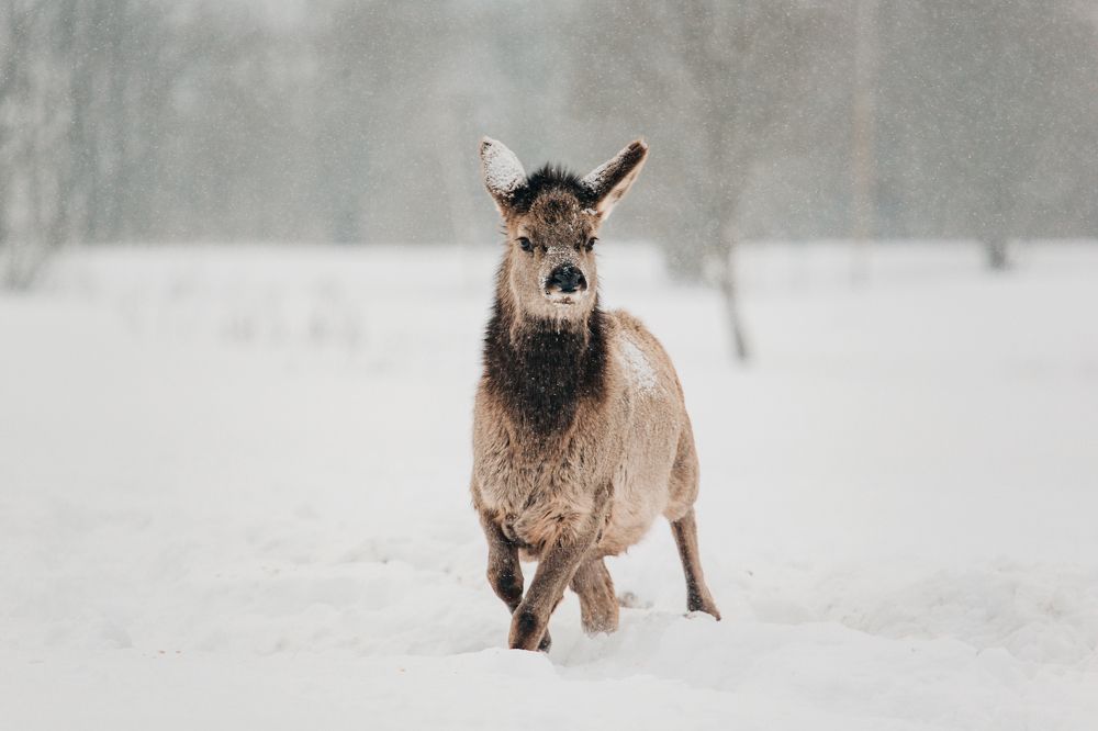 Подростковый возраст