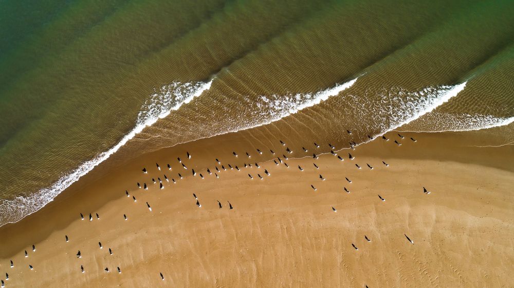 Chabahar port's birds