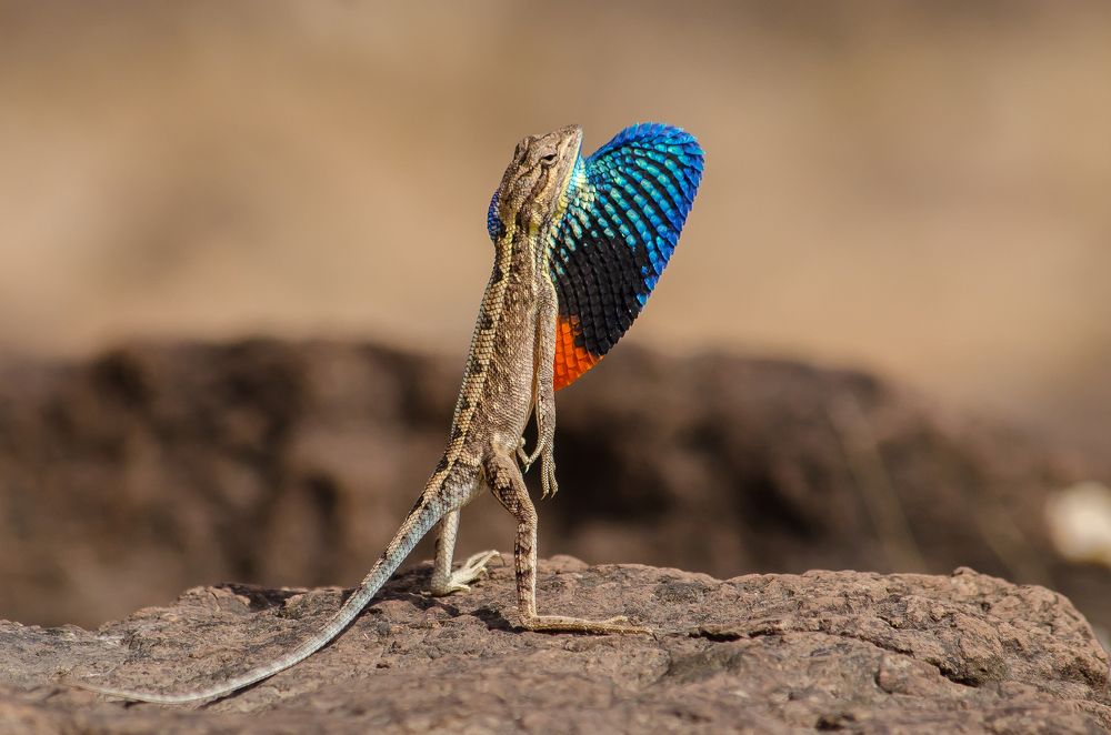 Ready To Fight (Fan Throated Lizard)