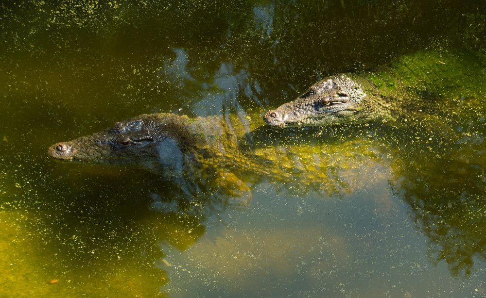 Крокодильчики