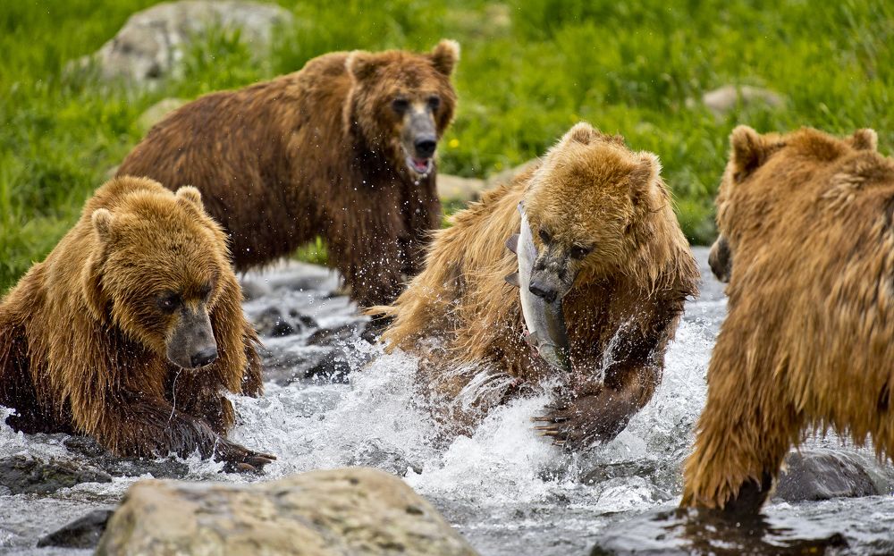 Greedy looks on my prey