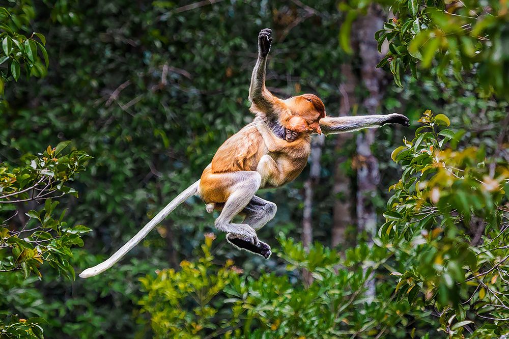 Перепрыгнуть крокодила