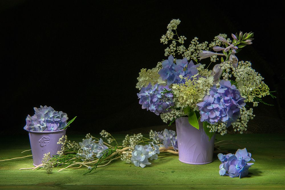 Гортензии в августе