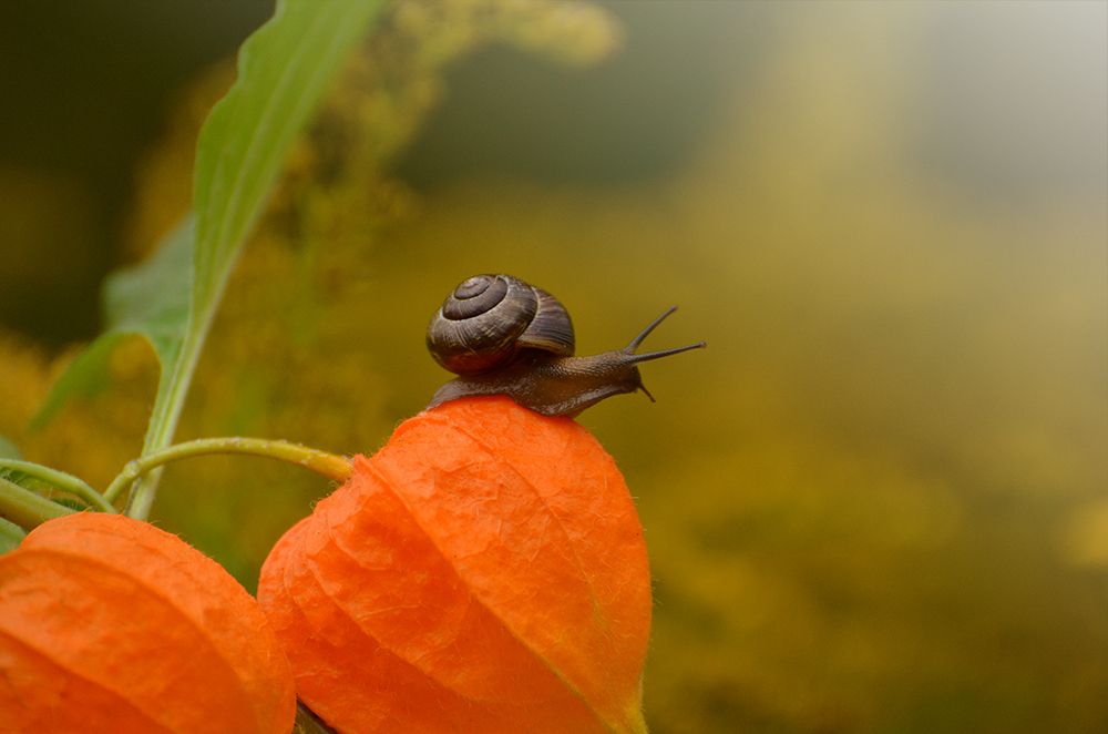 Стремиться и удивляться.