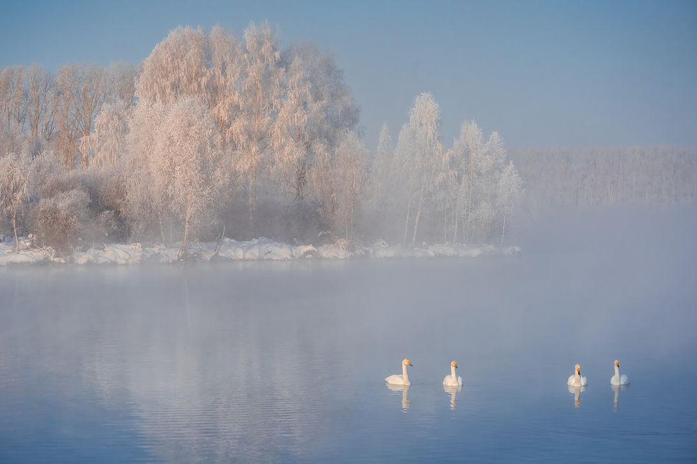 Морозная нежность