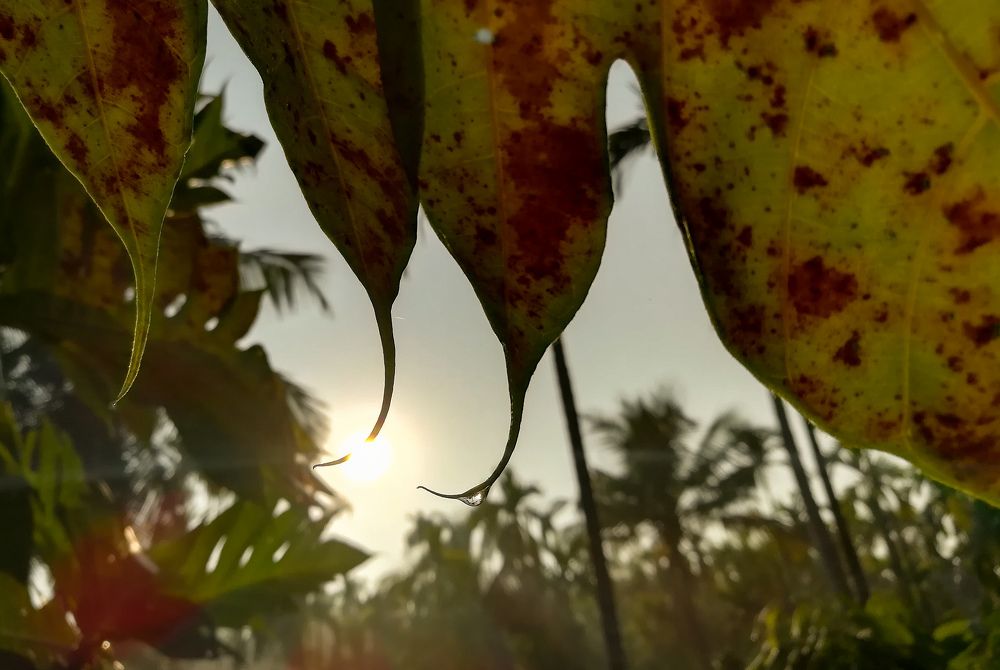 the drop of water...