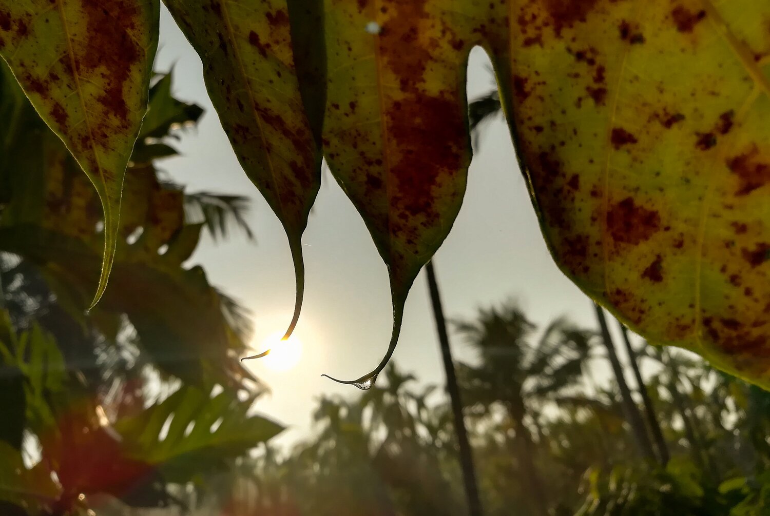 the drop of water...
