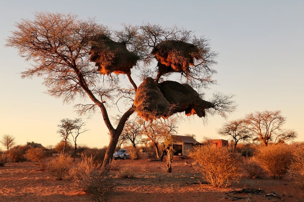 Наша палатка в Калахари