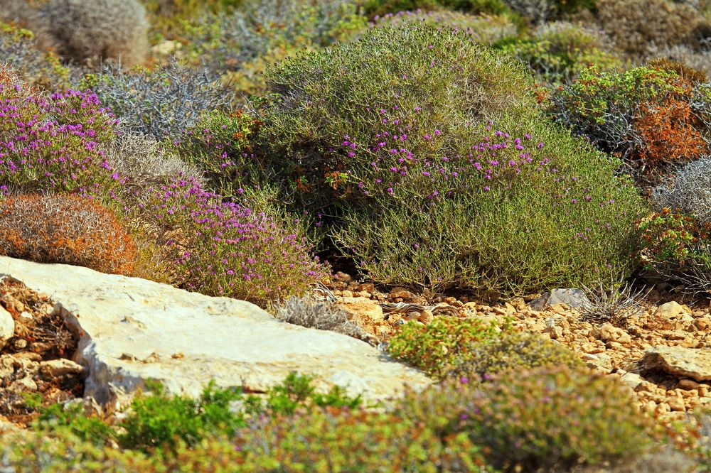 Пёстрые дебри