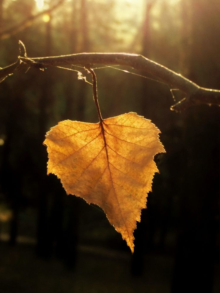 Березовый листочек