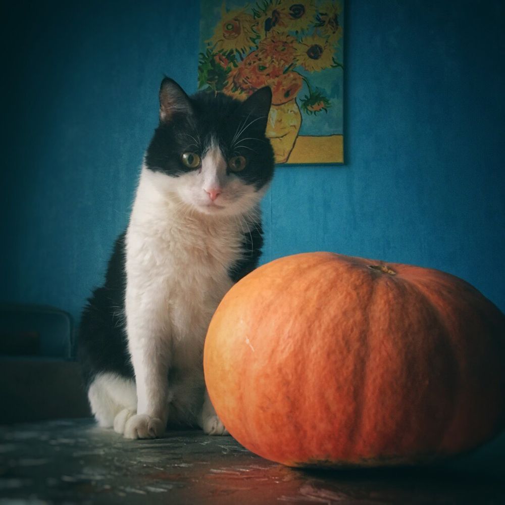 Кот и тыква