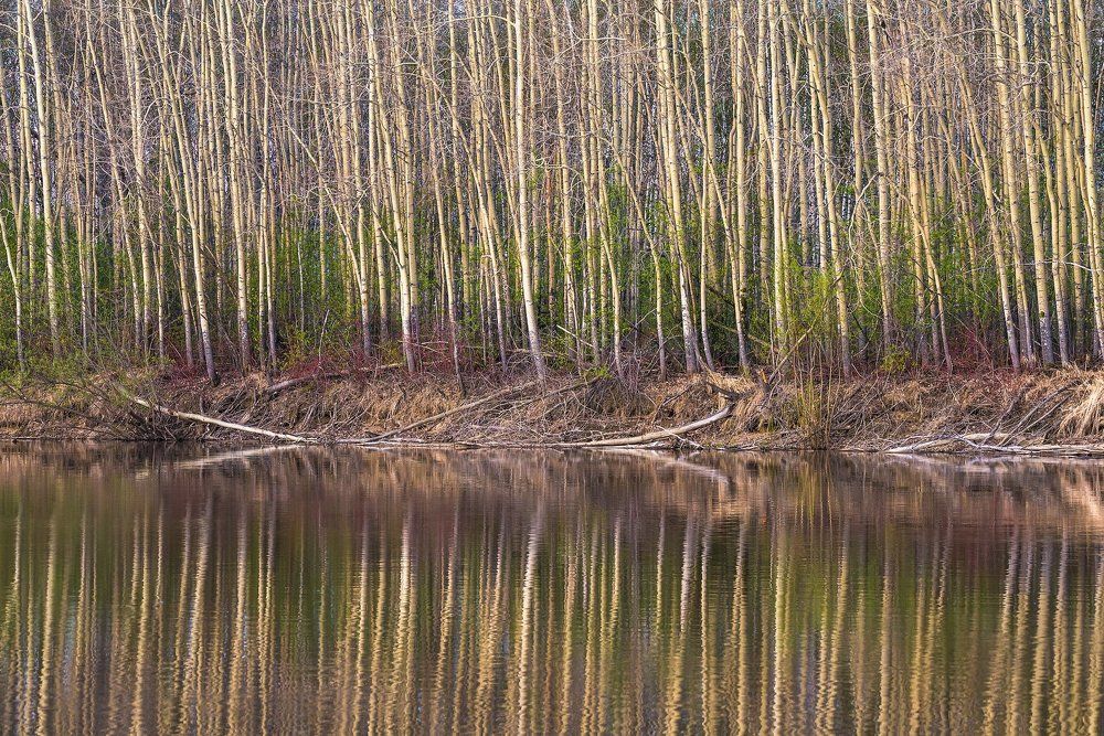 Весенний лес