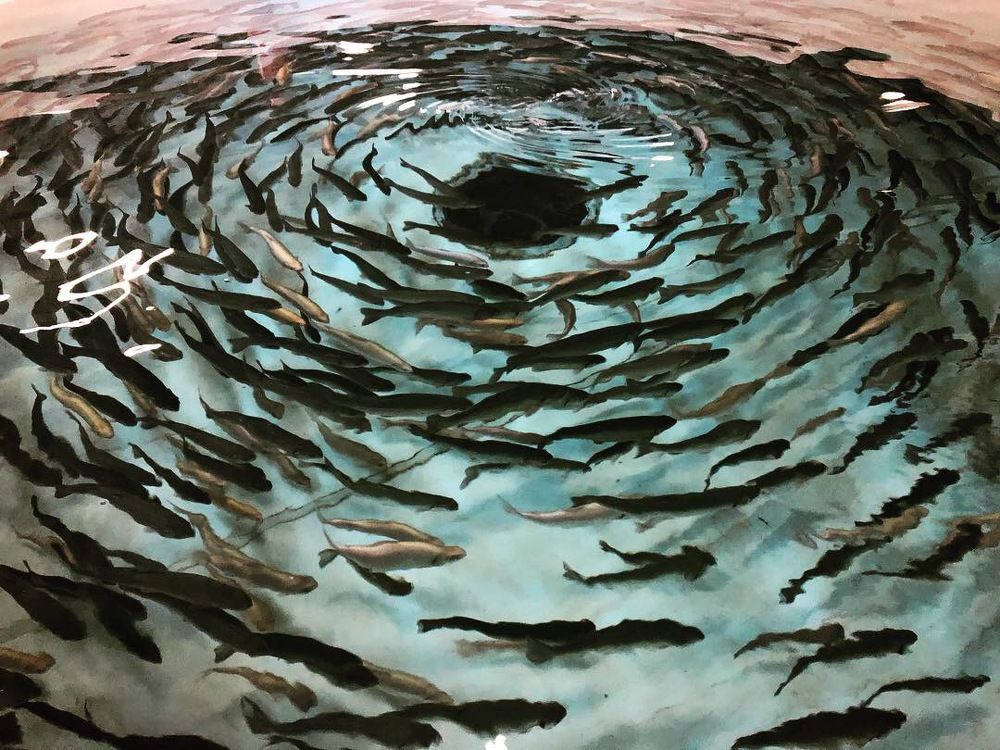 Стая форели