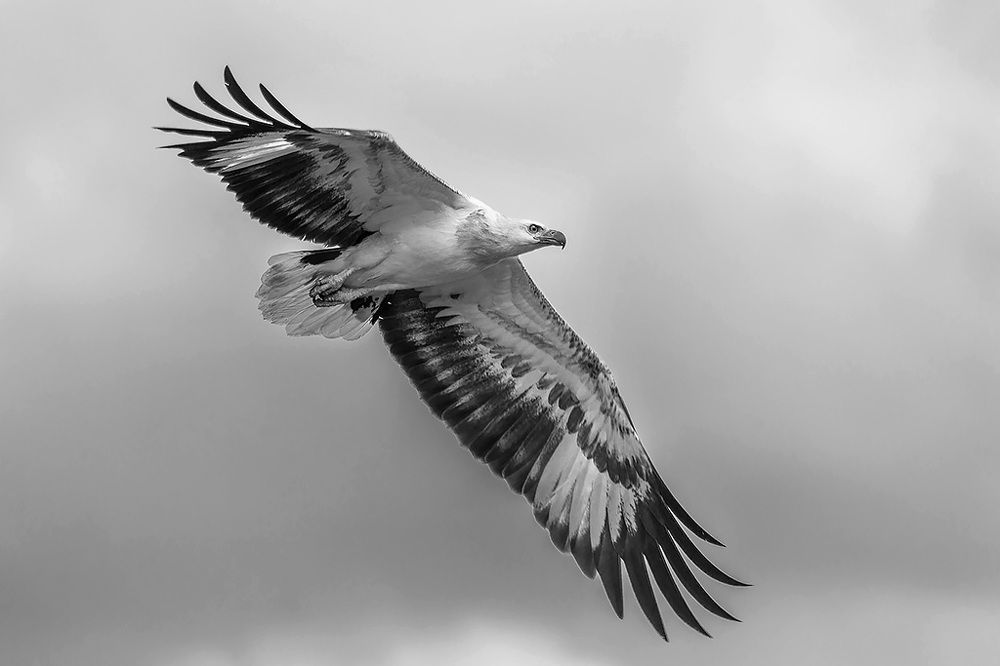 Орел молодой