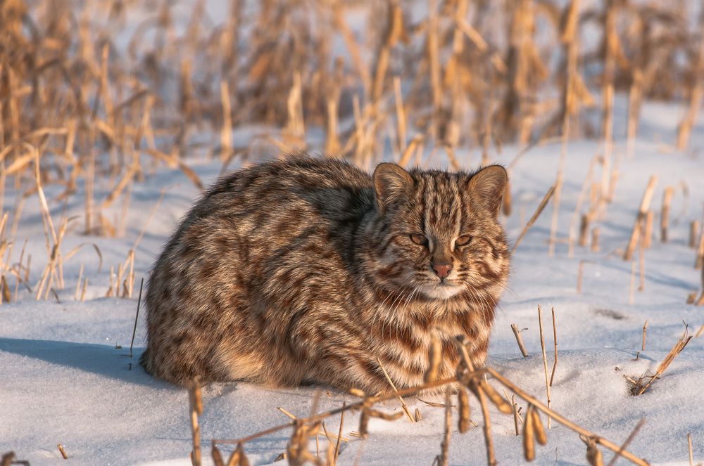 дальневосточный лесной кот