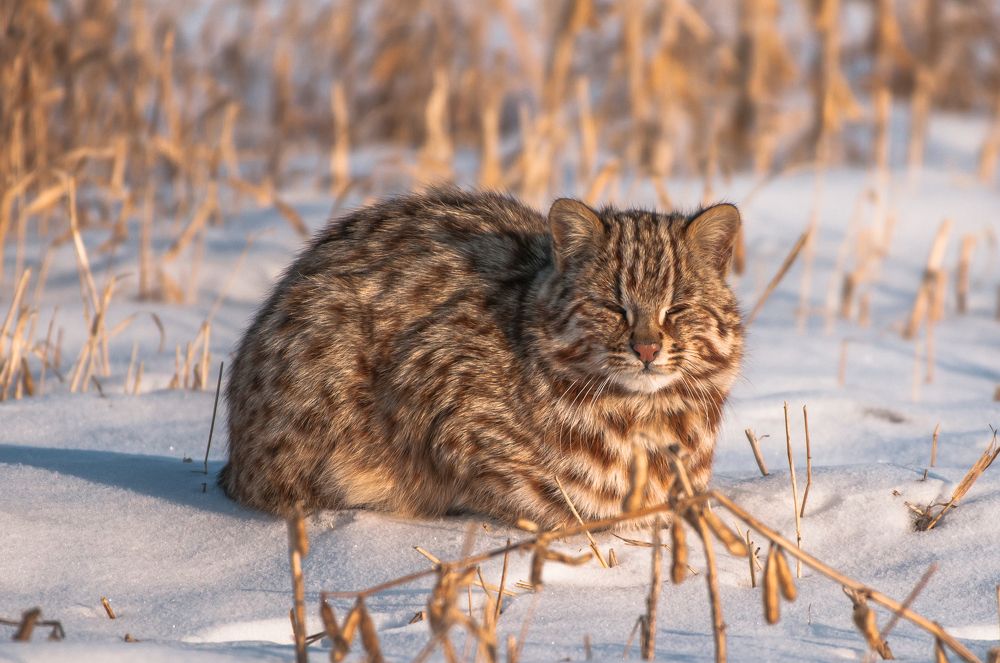 дальневосточный лесной кот