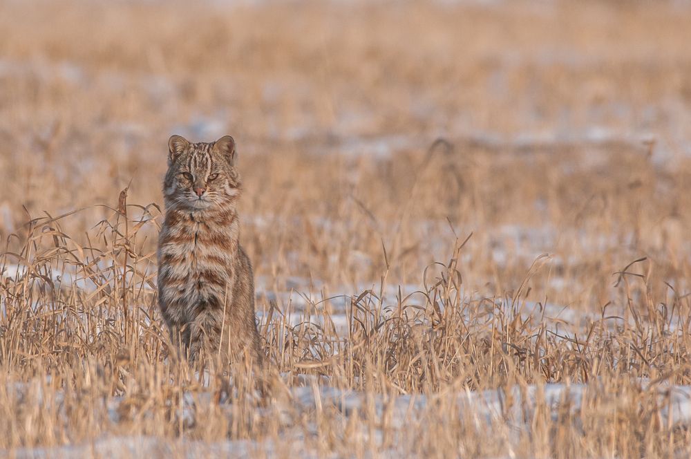 дальневосточный лесной кот