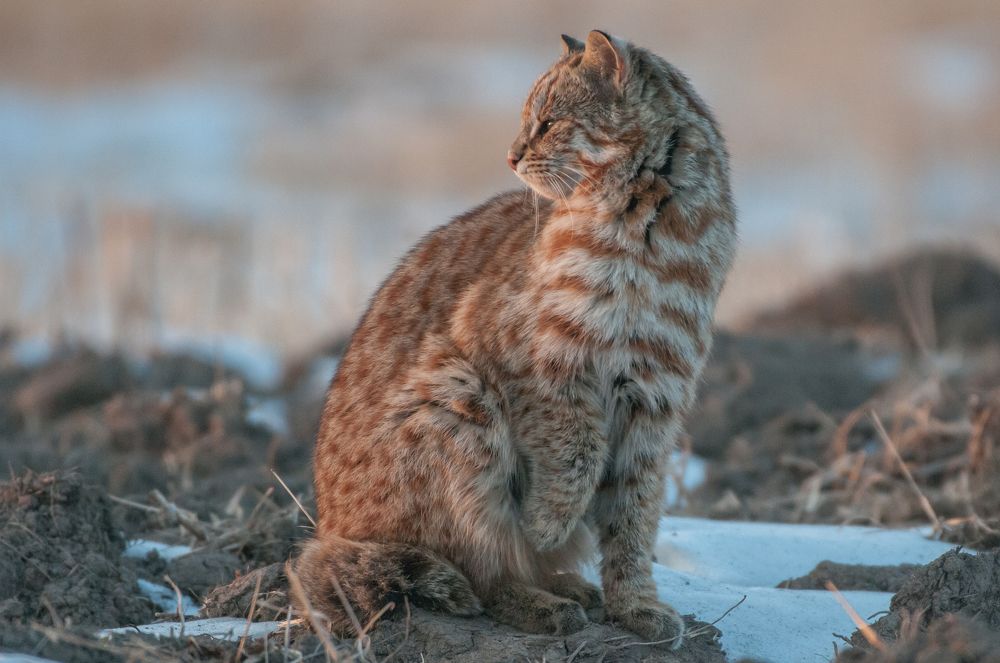 дальневосточный лесной кот