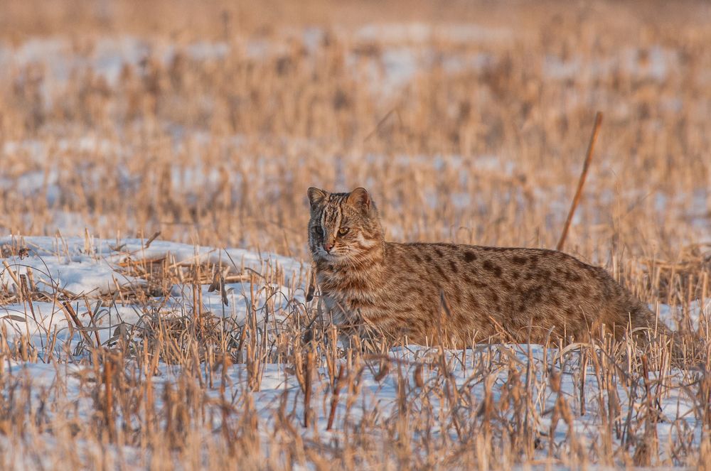 дальневосточный лесной кот