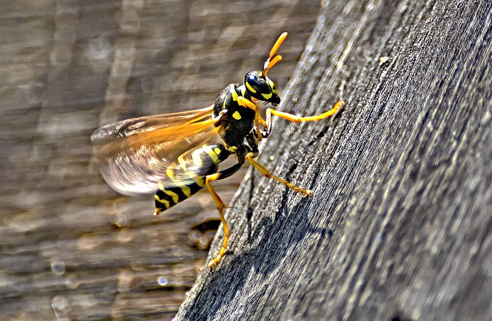 Фотография автора Игорь Иванов