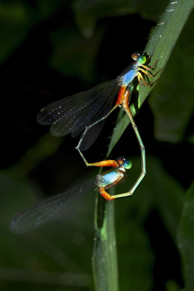 Damselfly mating
