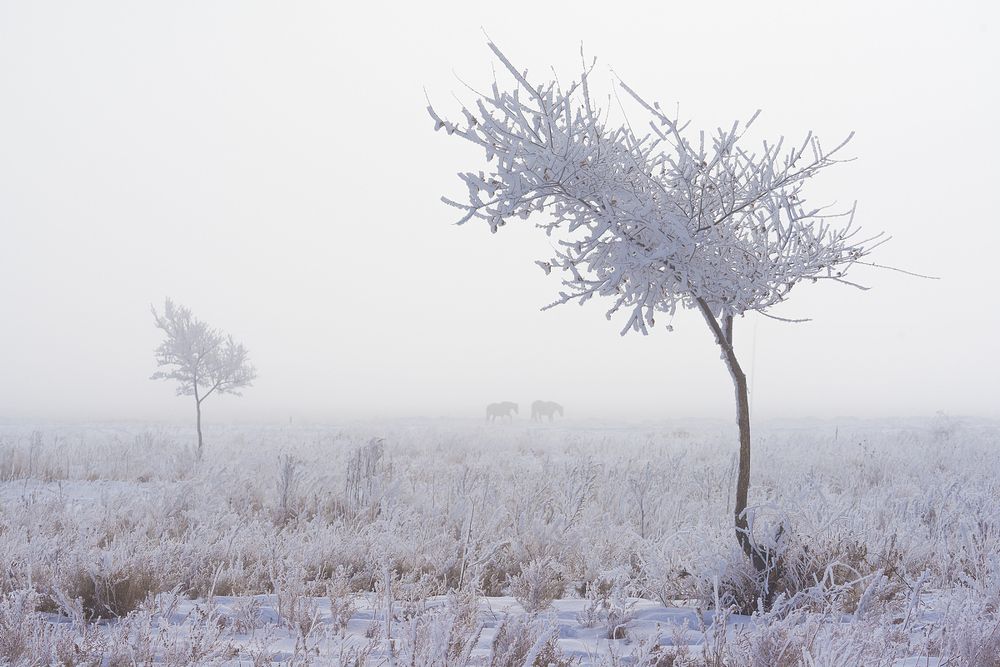 Когда мороз