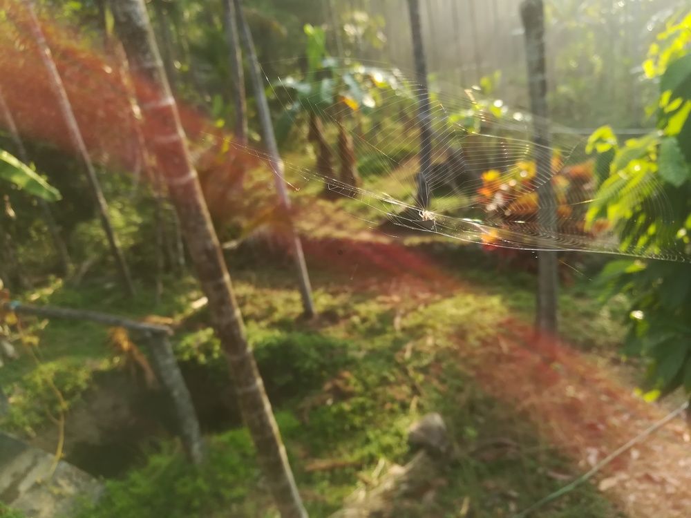 Spider net