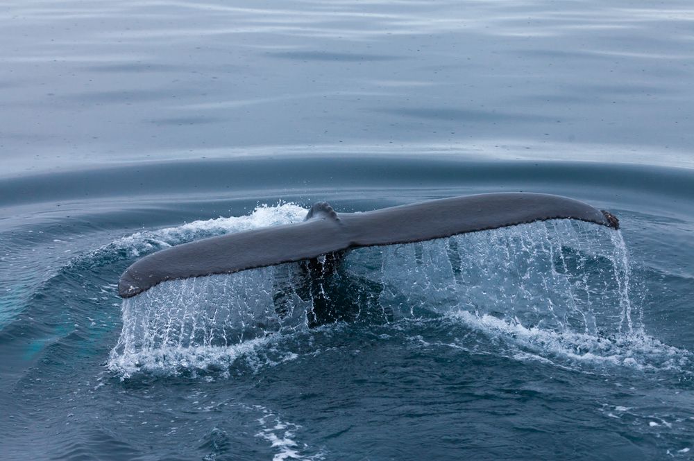 Срочное погружение