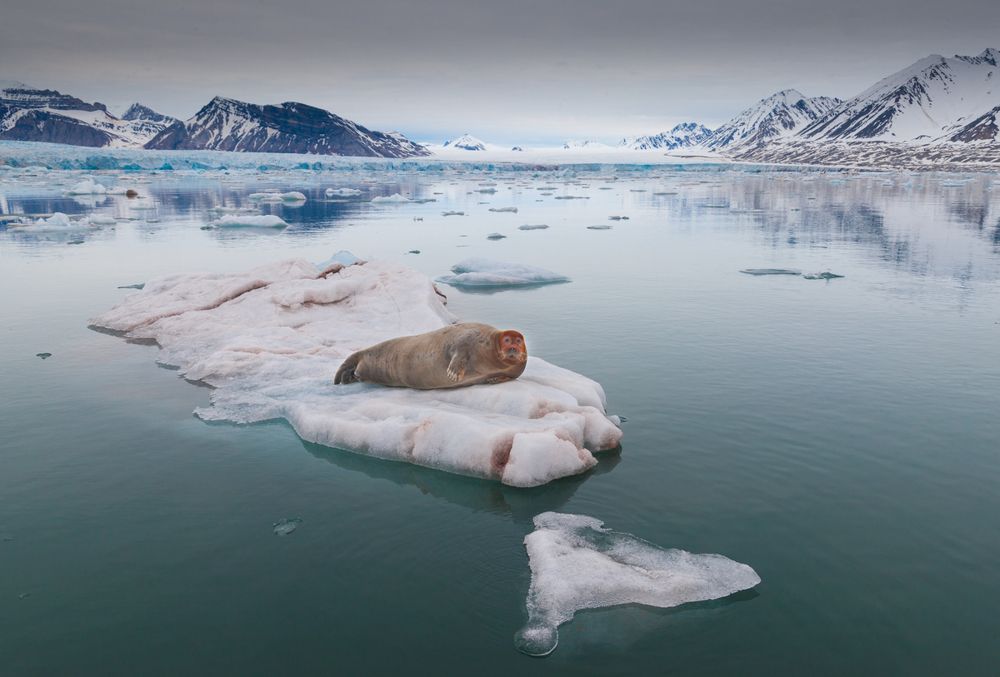 Лахтак на льдине