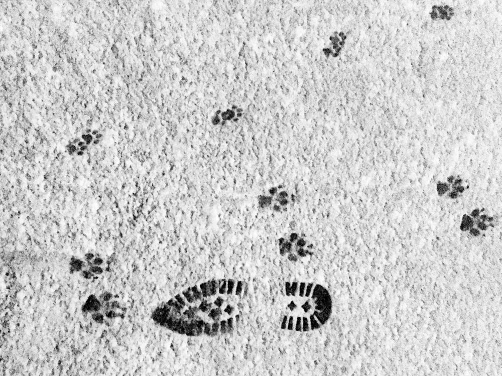 кто в лес, кто по дрова.