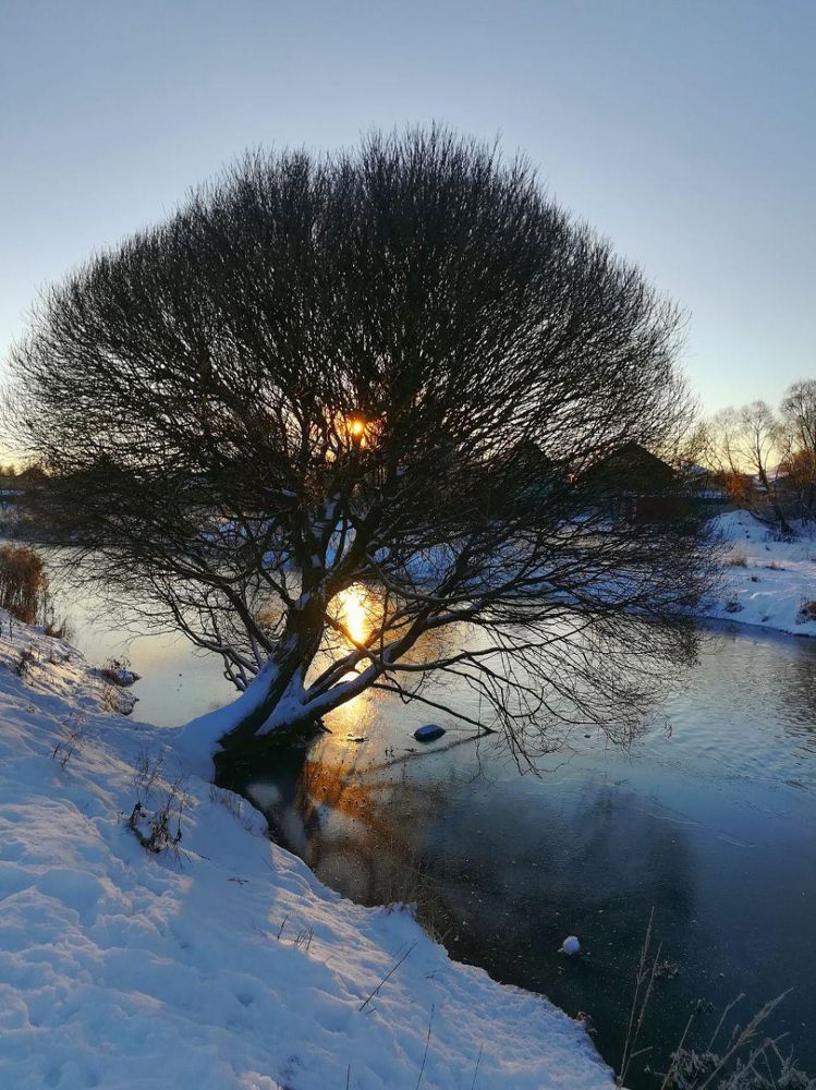 Сквозь ветви