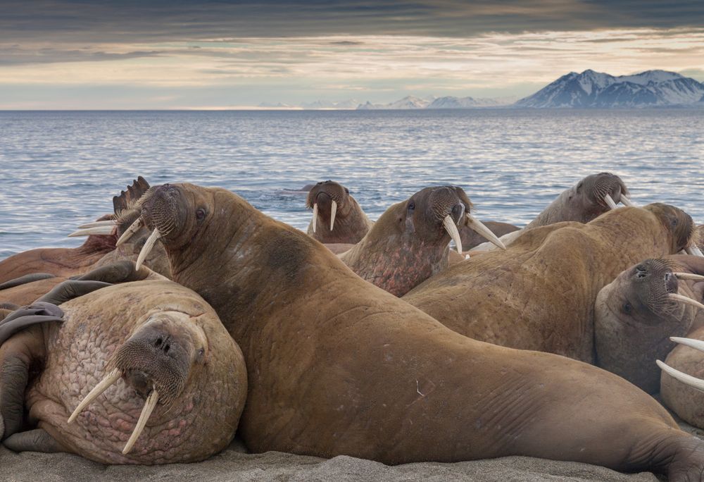 Отдыхайте на курортах северного ледовитого океана!