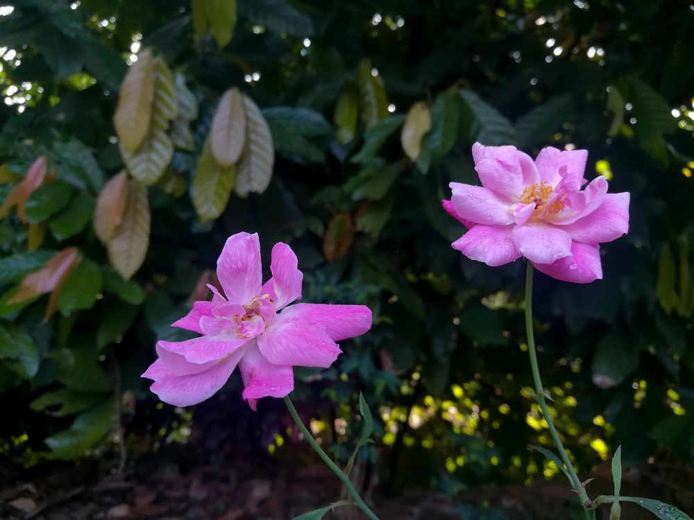 The flowers in my garden